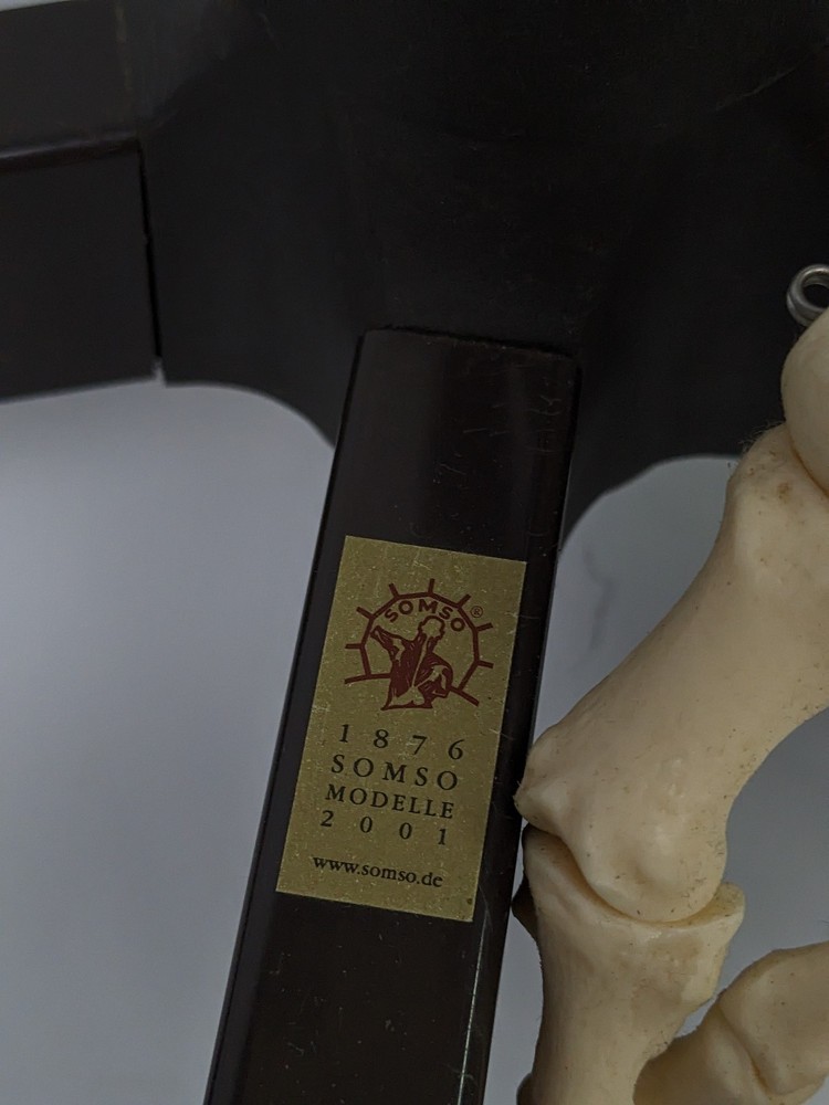Somso Human Skeleton Anatomical Model with Rolling Stand Base