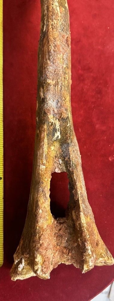 Hadrosaur Chevron Bone