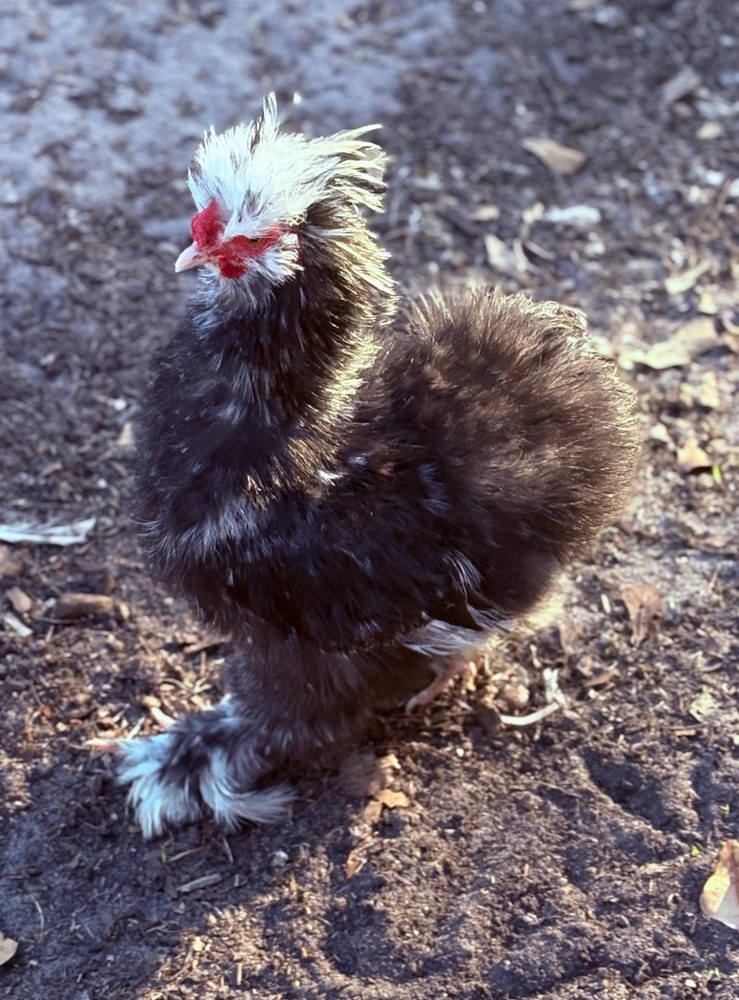 12+ mottled silkie/satin hatching eggs NPIP/AI clean