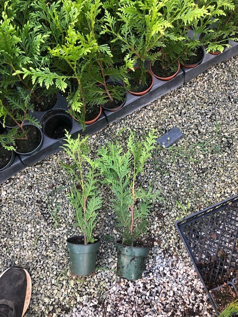 50-Thuja Green Giant Liners