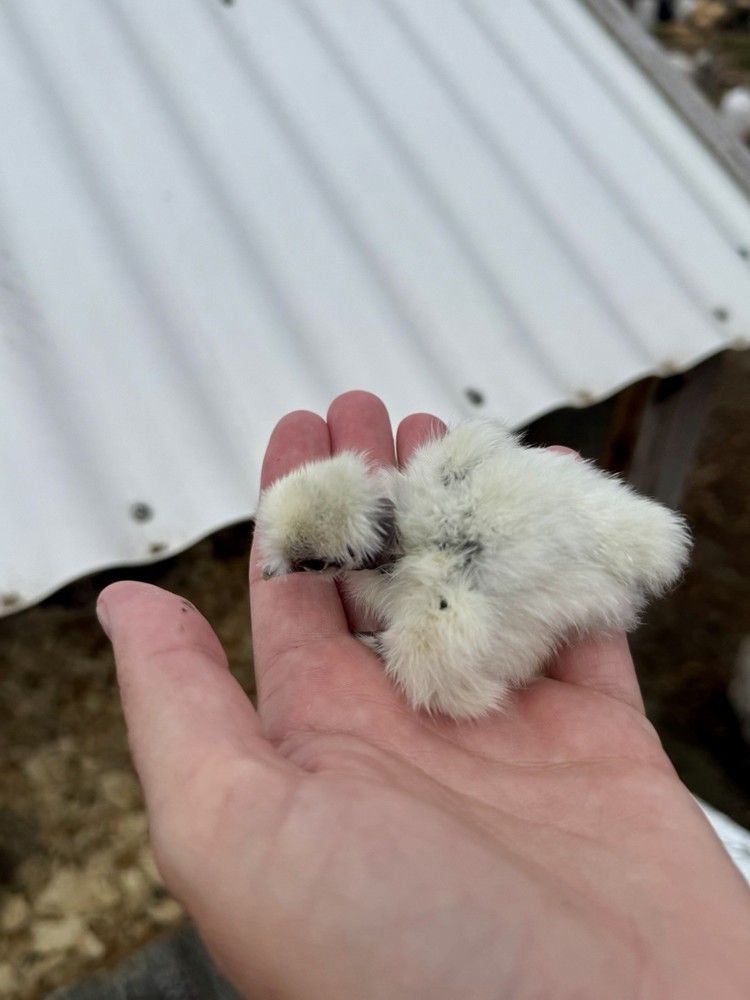 Silkie Chicken Hatching Eggs Assorted Colors