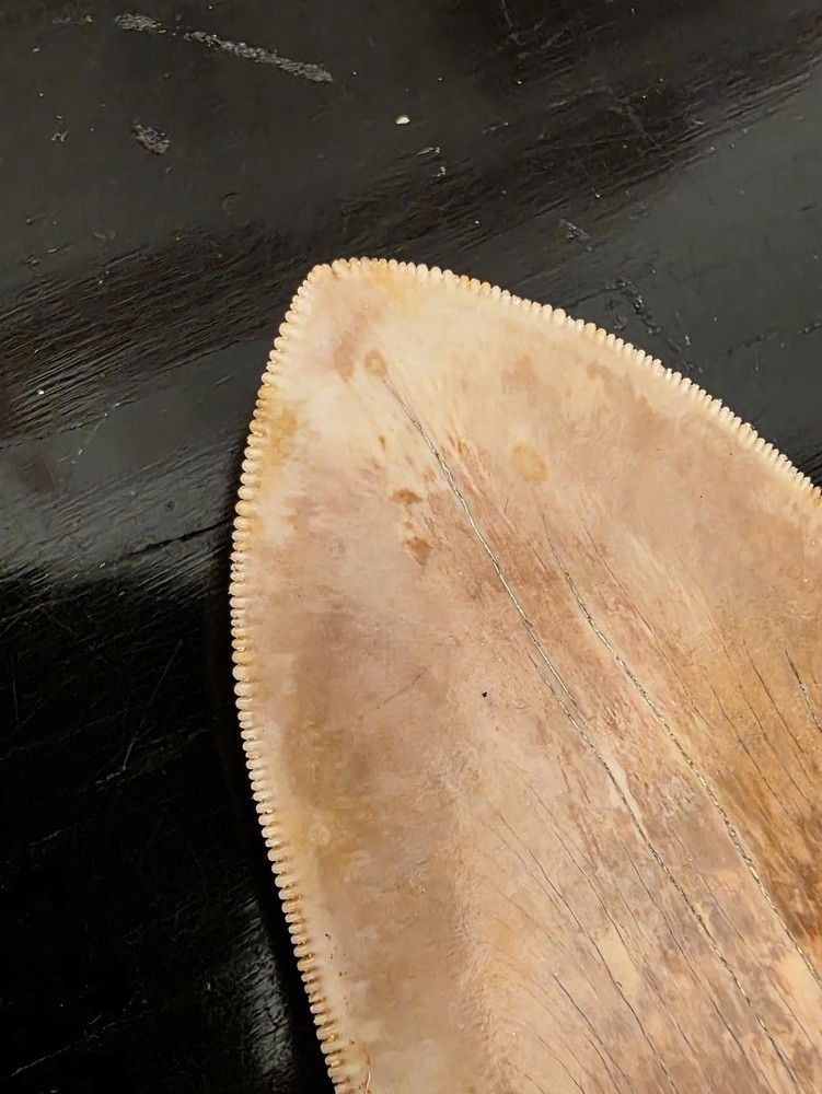 Megalodon Tooth 15.3 Centimeters