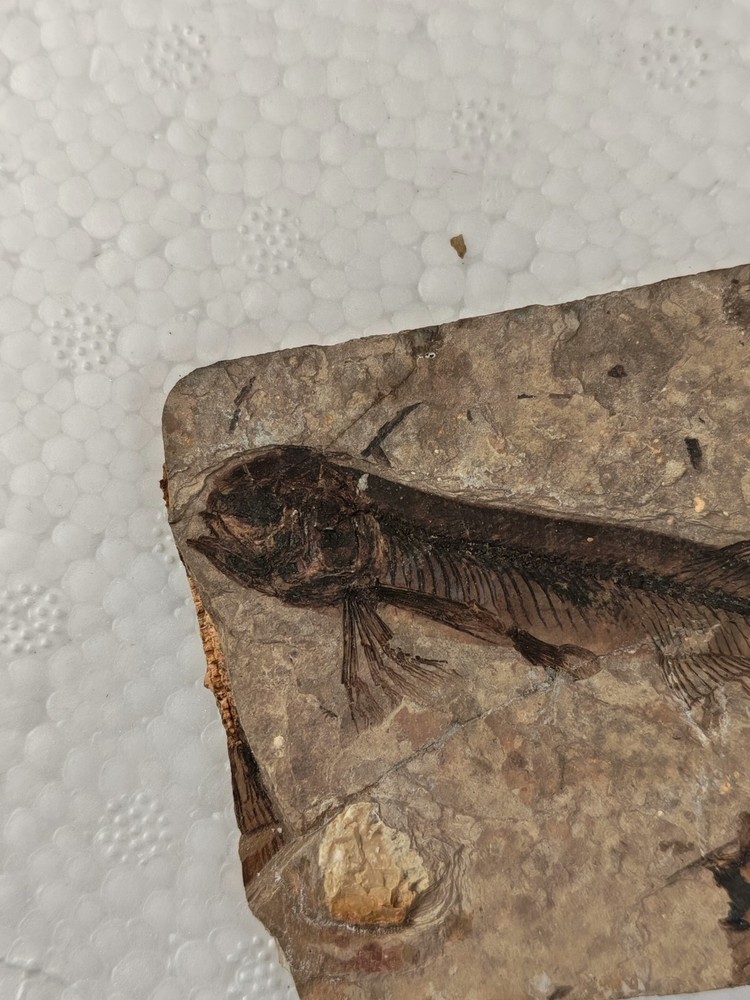 Unique and authentic fossilized fish like stone A037