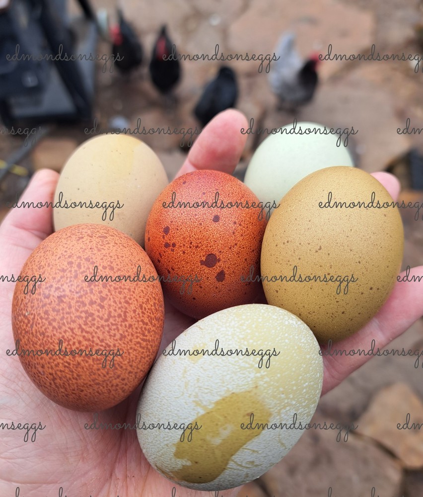 12 Colorful Hatching EGGS.multi Gen Olive EGGER Easter Egger Free Ranging Mix