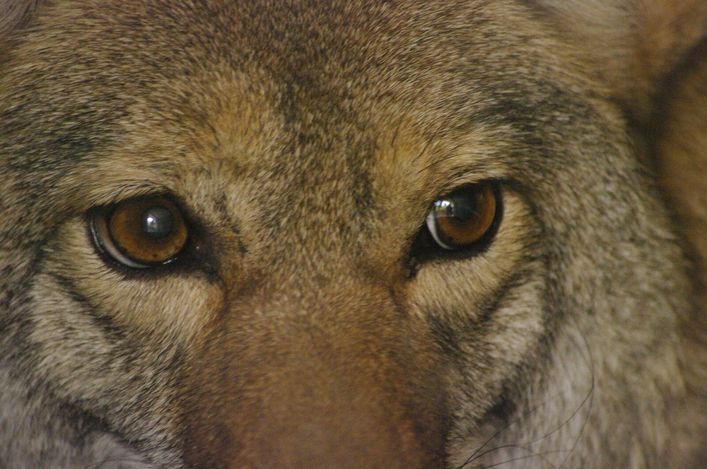 Coyote - Vol. 2 Taxidermy Reference Photo Cd