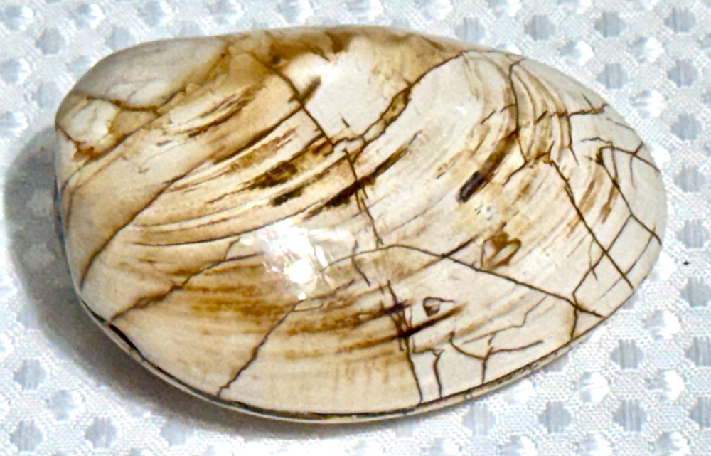 Fossil Clam 162 gr. .36 lb. #643