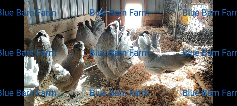 8 Asstd Bantam Hatching Eggs Mille Fleur d'Uccles, Self-Blue, Porcelain d'Anvers