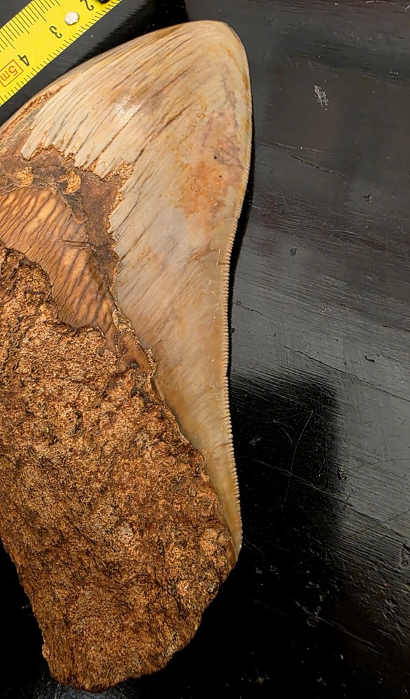 Megalodon Tooth 14.5 Centimeters