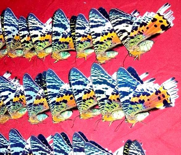 Urania ripheus - Expertly Spread Madagascar Sunset Moth