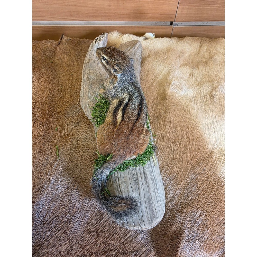 FHCK118 - Chipmunk Taxidermy Mount