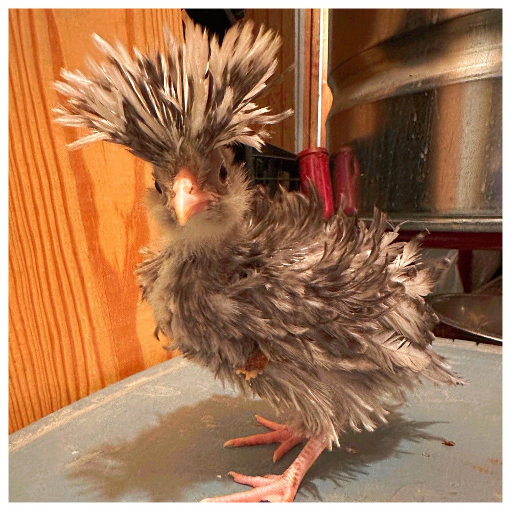 12 Polish Chicken Hatching Eggs (NPIP Certified)