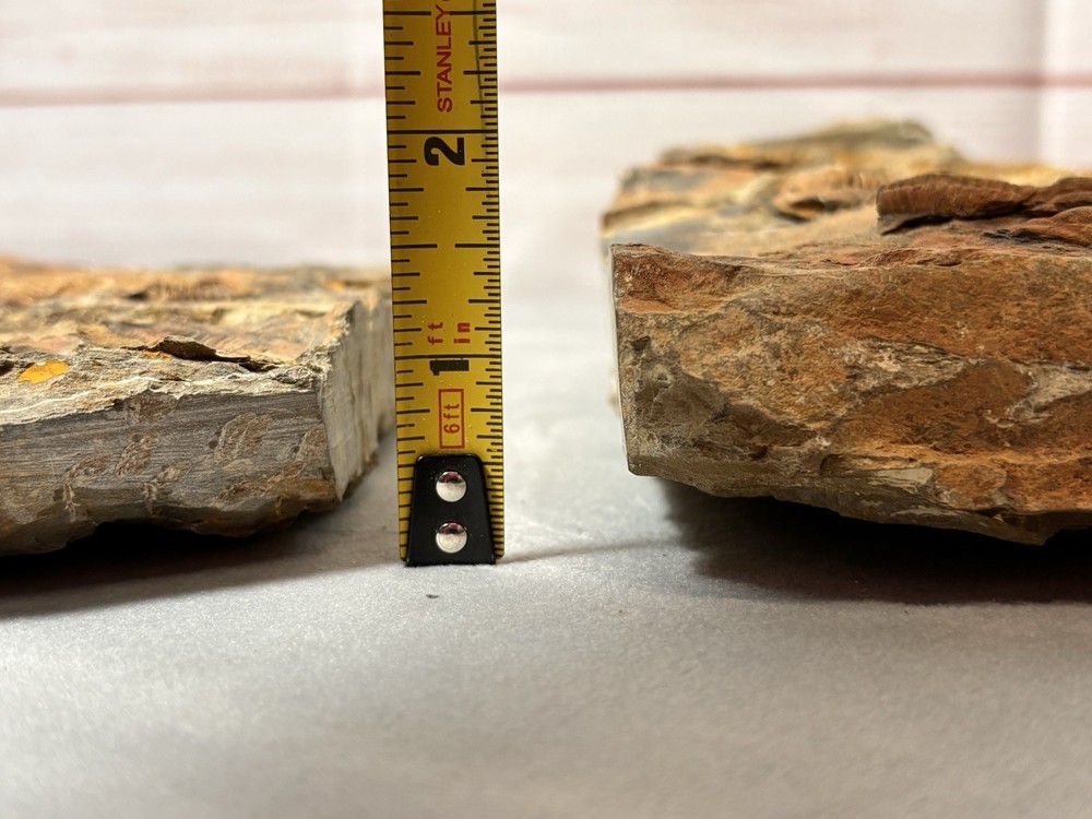 Unique Trilobite Fossils In Stone 2 Pieces