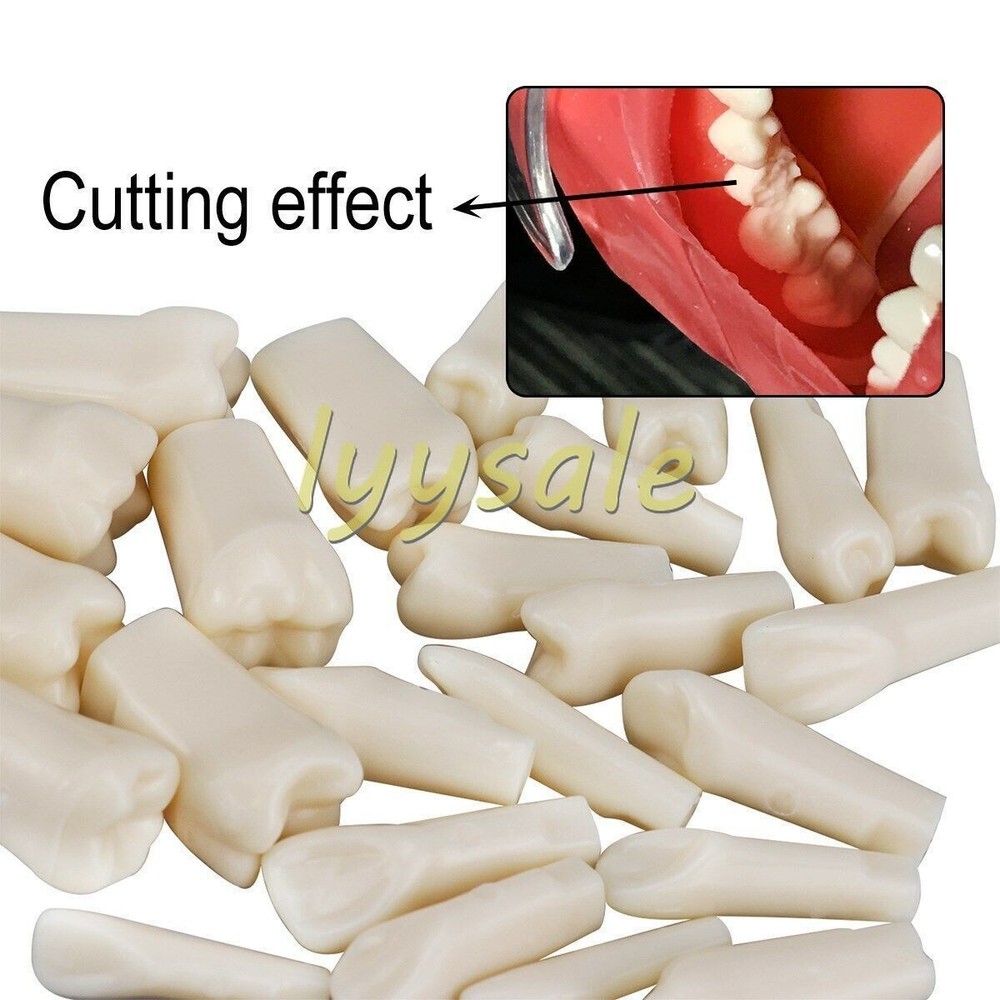 Dental Artificial Resin Teeth Full Mouth Replacement Typodont Model