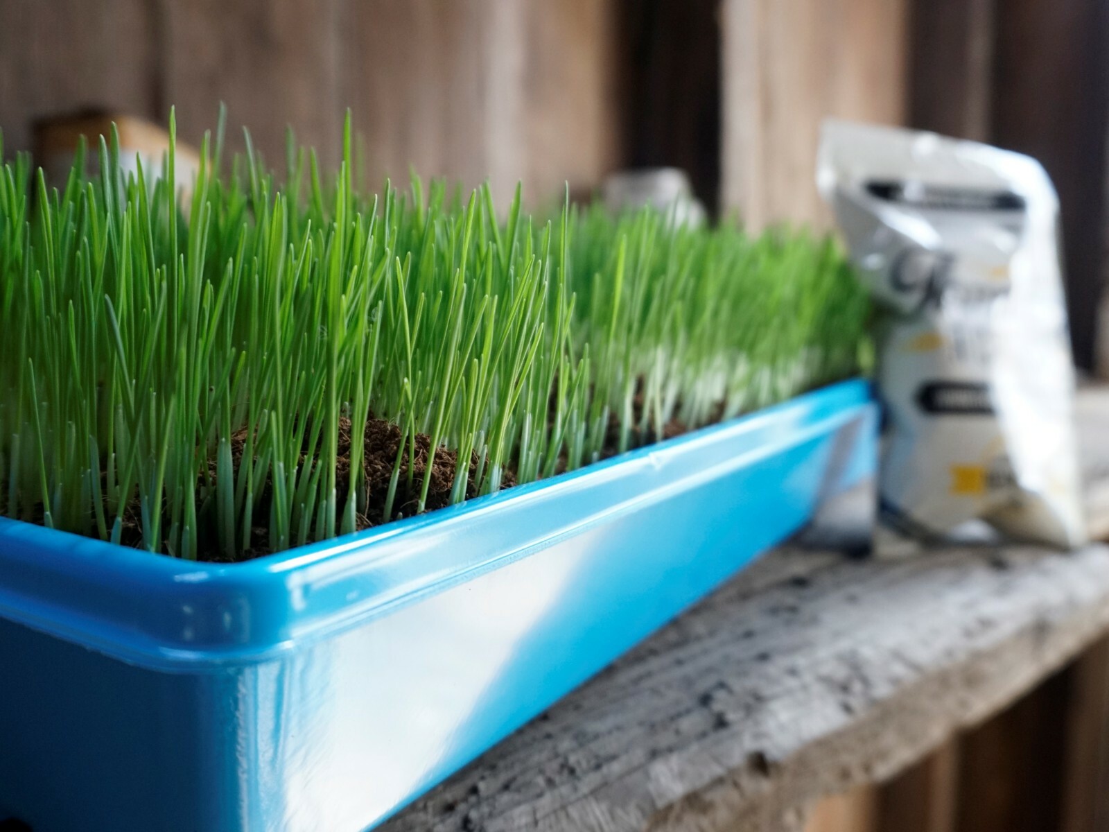 Wheat Seed, WheatGrass CatGrass, Wheat Juice, Bulk, 10lb, 15lb, 20lb, or 30lb