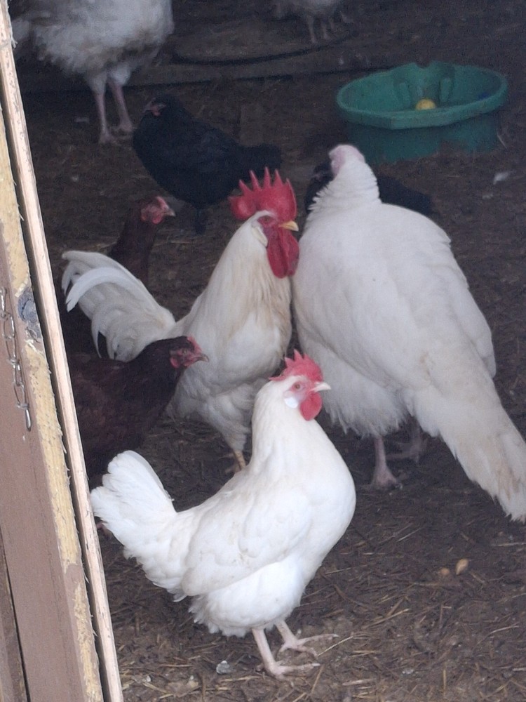 2 Dozen White Leghorns - Hatching Eggs NPIP/AI cert