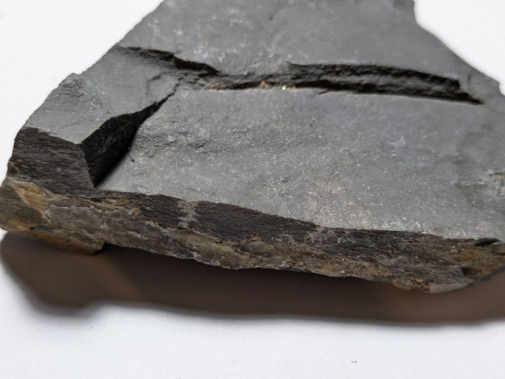 Fossilized Trilobite