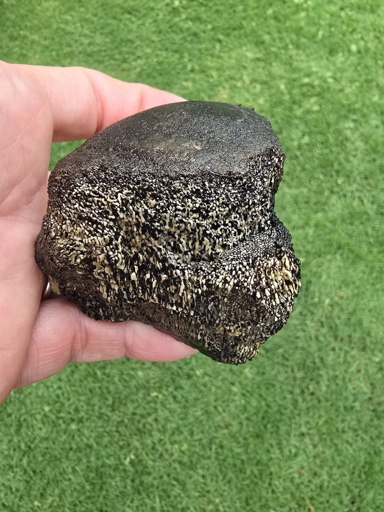 Partially Digested Caudal Tail Vertebrae - TX Mosasaur