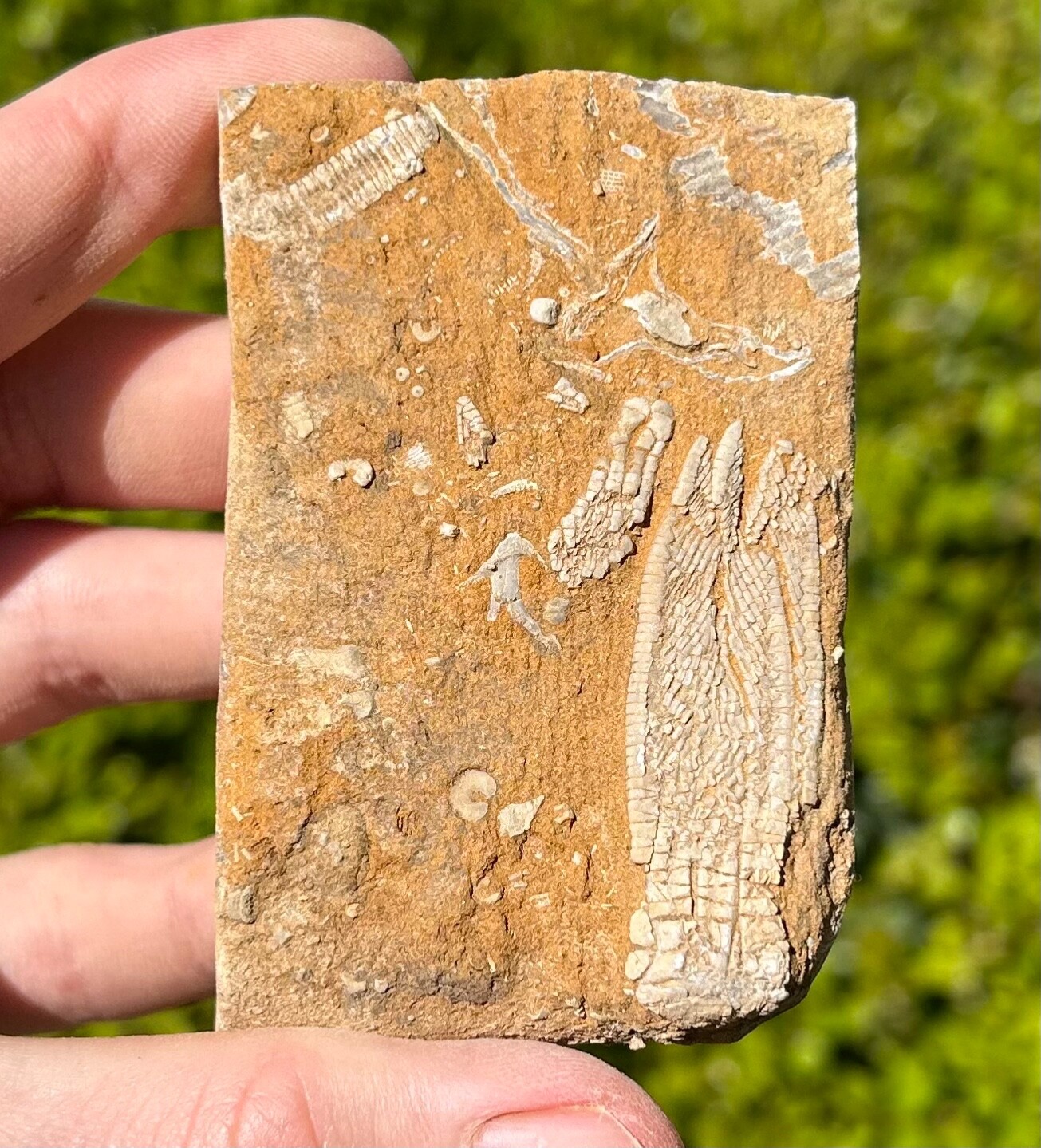 DOUBLE Fossil Crinoids in Matrix Phanocrinus Aphelecrinus Alabama Bangor Fm