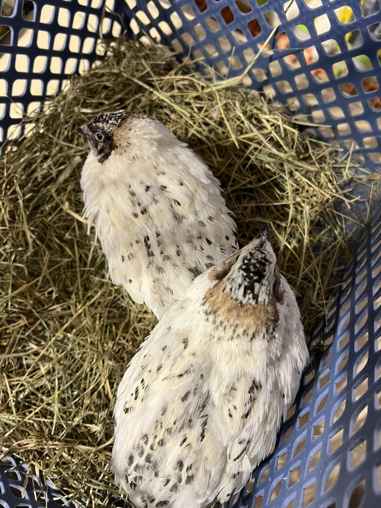 12 Buddy’s Hatchery Pearl Fee Coturnix Quail Hatch Egg