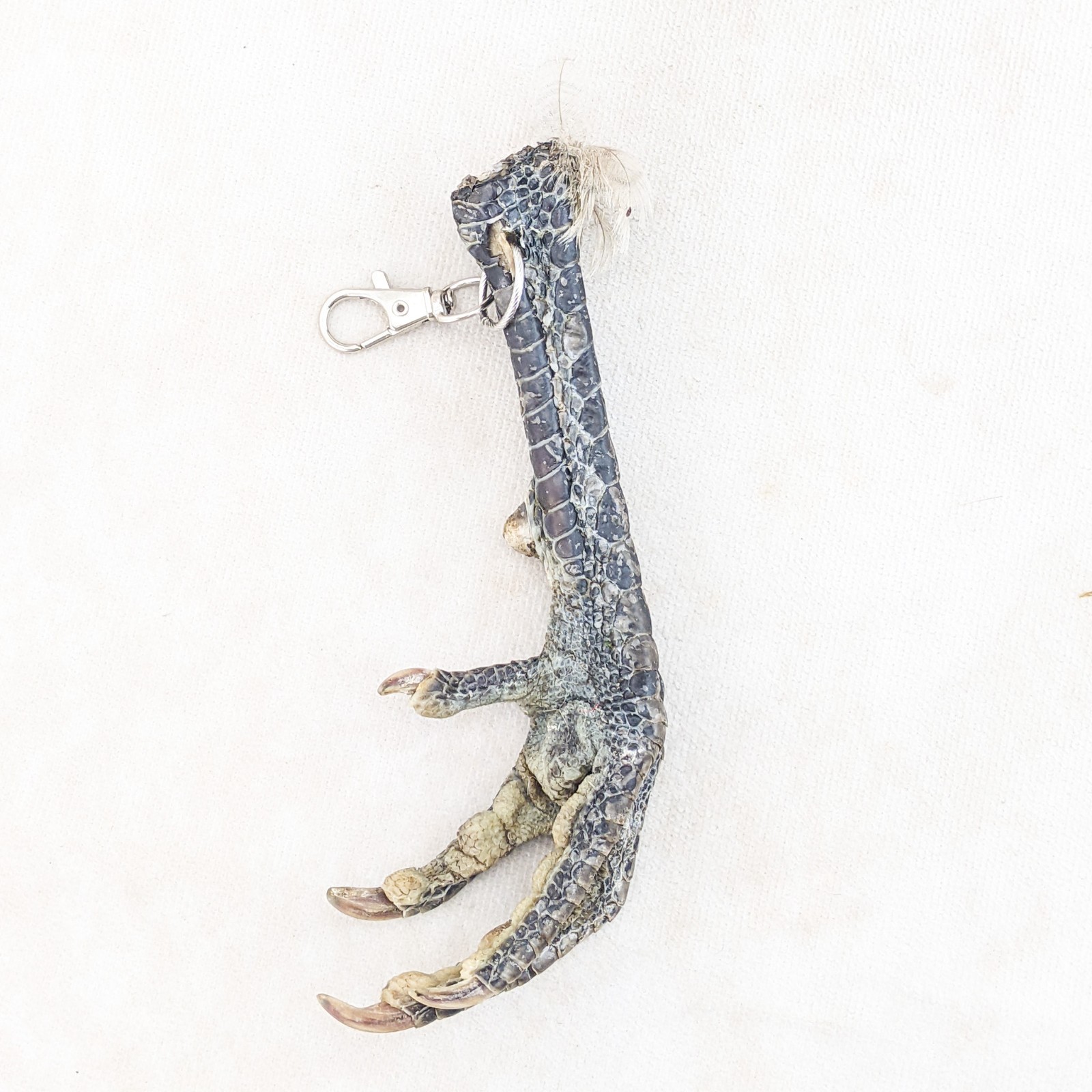 Chicken Foot KeyChain Hook talisman Taxidermy Oddity Curiosity voodoo pirate