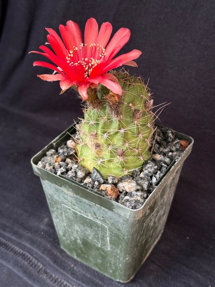 Lobivia schreiteri, cactus plant