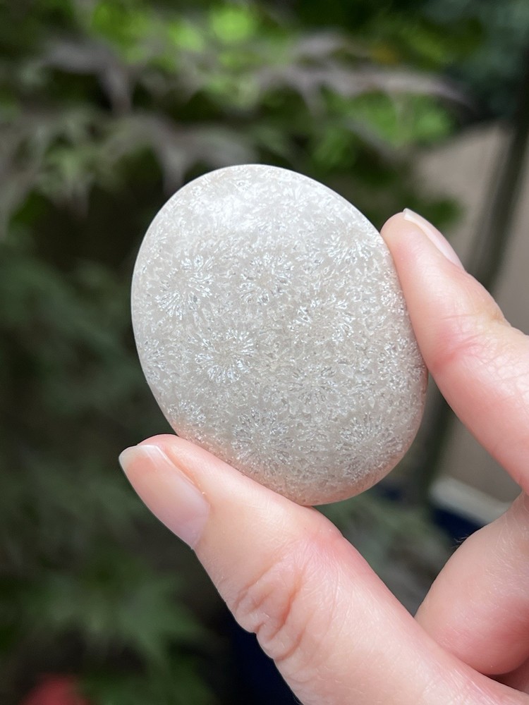 Fossilized Coral Crystal Palmstone AAA+ 7