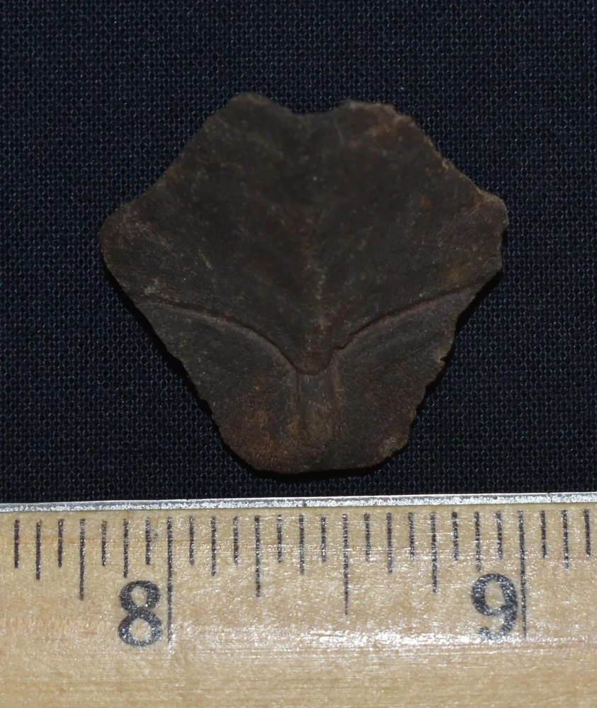 Bargain Small Fossil Turtle Nuchal Scute