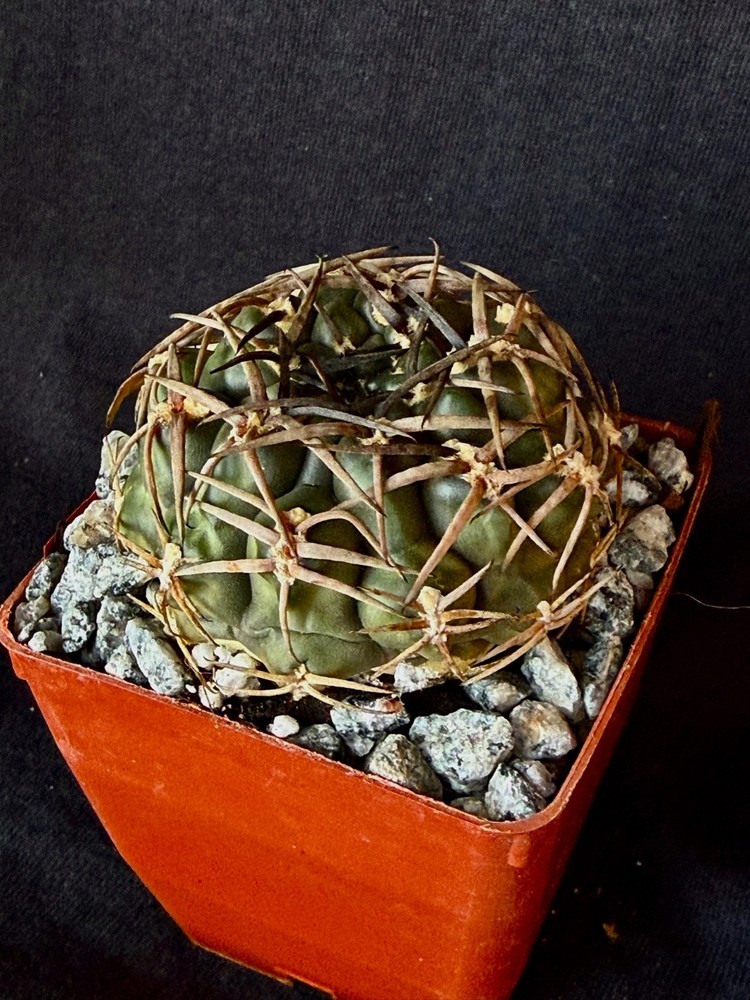Gymnocalycium marsoneri, cactus plant