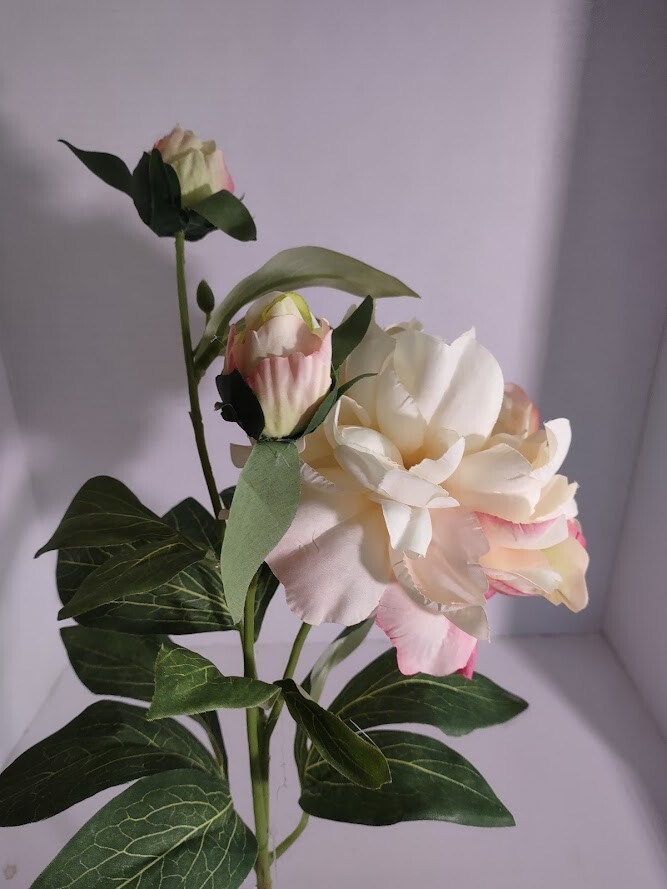 Gorgeous single peony stem