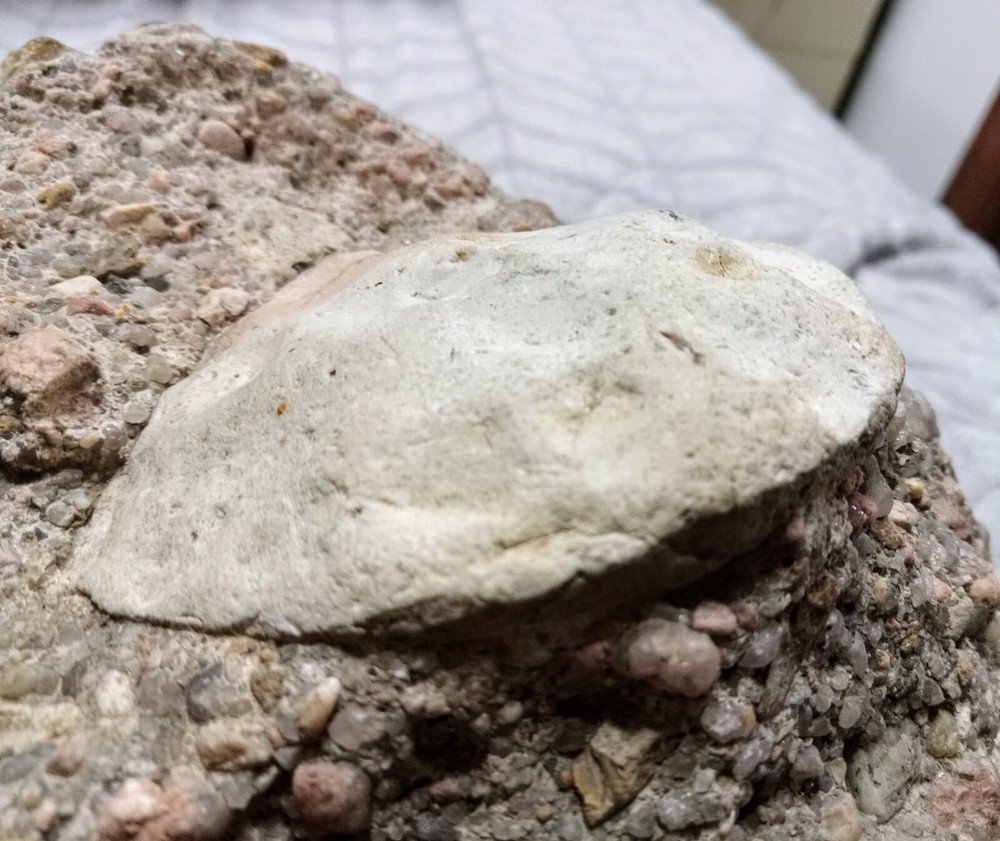 Clam? Fossil On Matrix