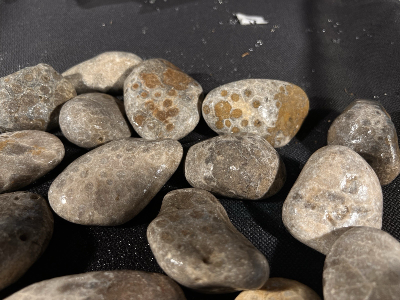 Parsley Stone Rough 3 lb 13 oz 15 in lot Michigan, good hexagonal patterns