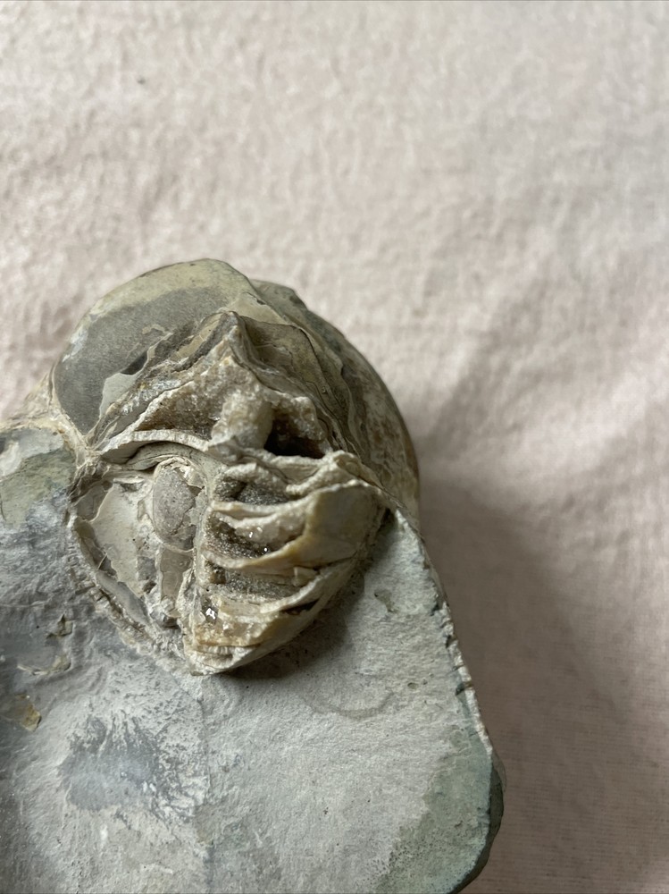Real Fossil 485 Gr