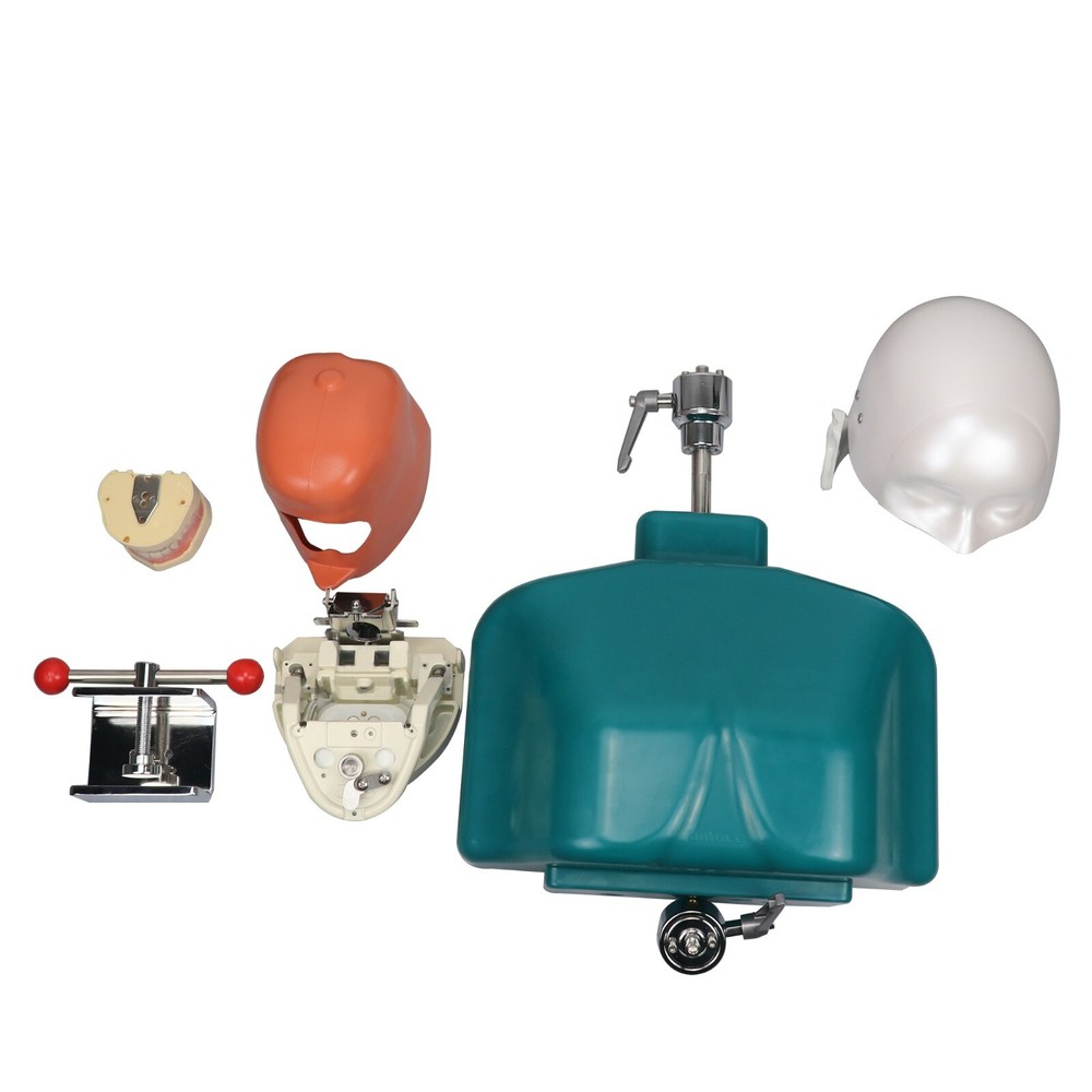 Dental Head Model Simulation Dentistry Manikins Simulator Phantom Training Model
