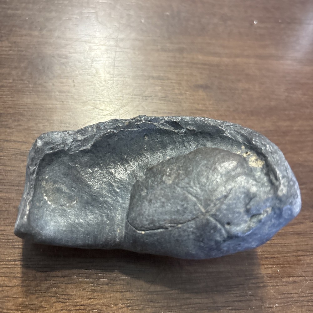 (2) 3.5 Inch Fossilized Whale Ear Bones