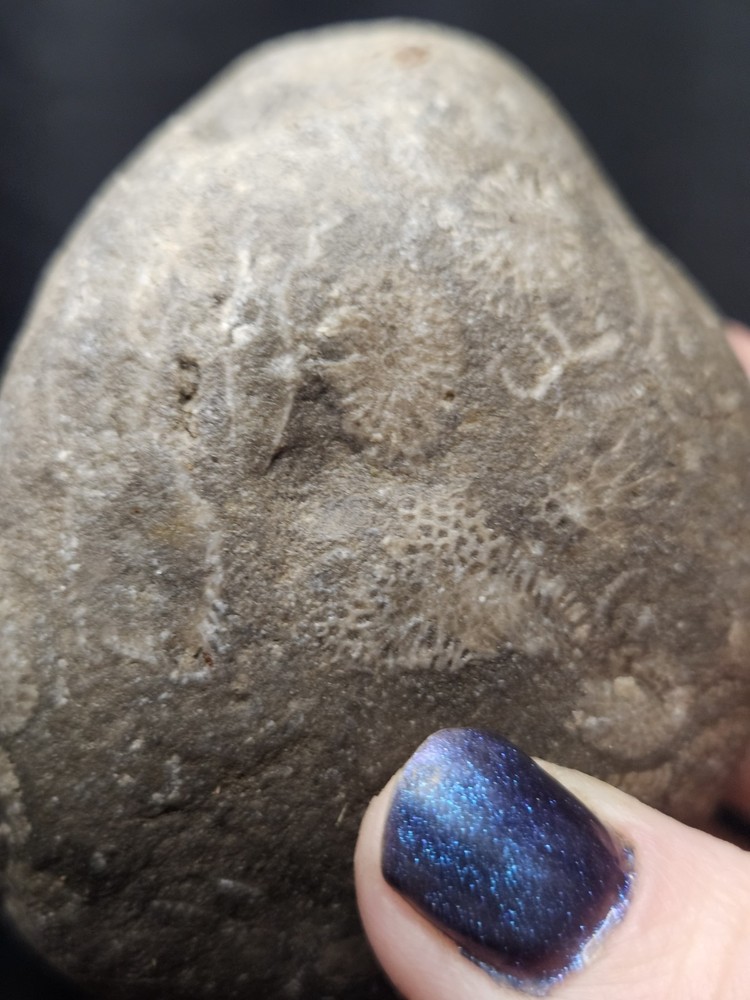 Fossilized Shell Concretion Specimen (14.8oz)