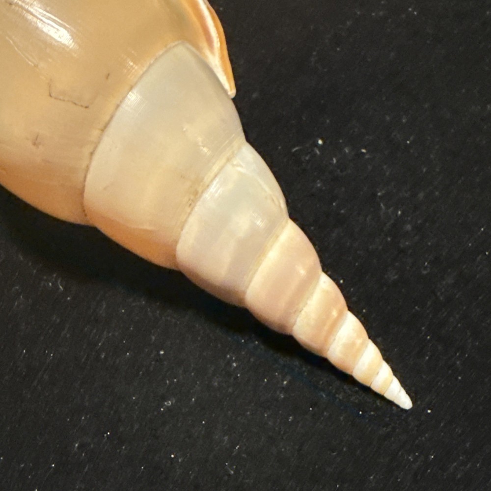 Rostellariidae Tibia Fusus Spindle, Shin-bone Tibia 165mm