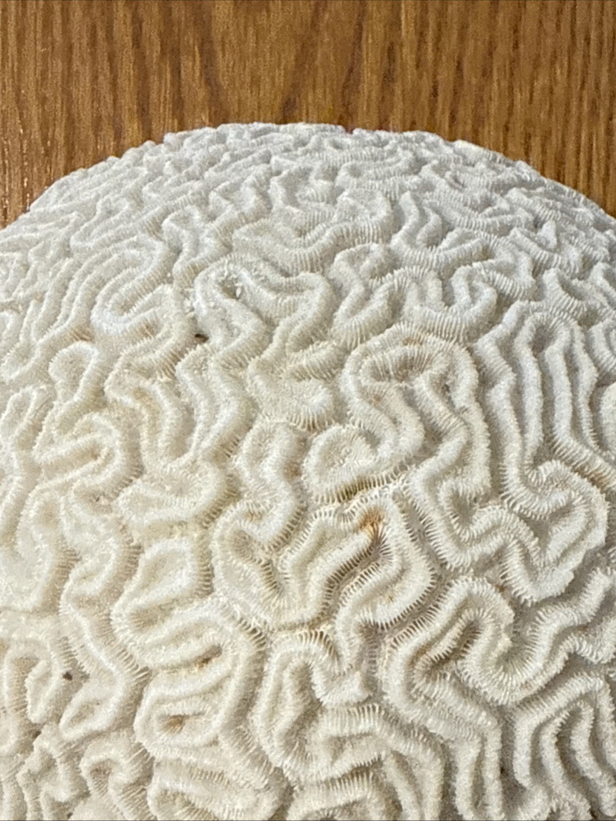Large Natural Brain Coral Vintage Salt Water Fossil Heavy 9.12 lbs, 9" wide