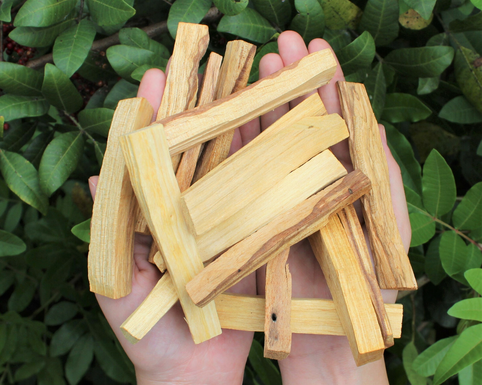 1 oz (28 gram) Palo Santo Holy Wood Sticks (Incense Smudging Cleansing Blessing)