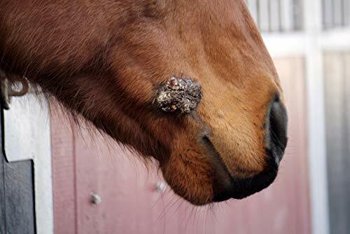 Veterinarian Grade Sarcoid Herbal Paste for The Removal of Sarcoidosis & Growths