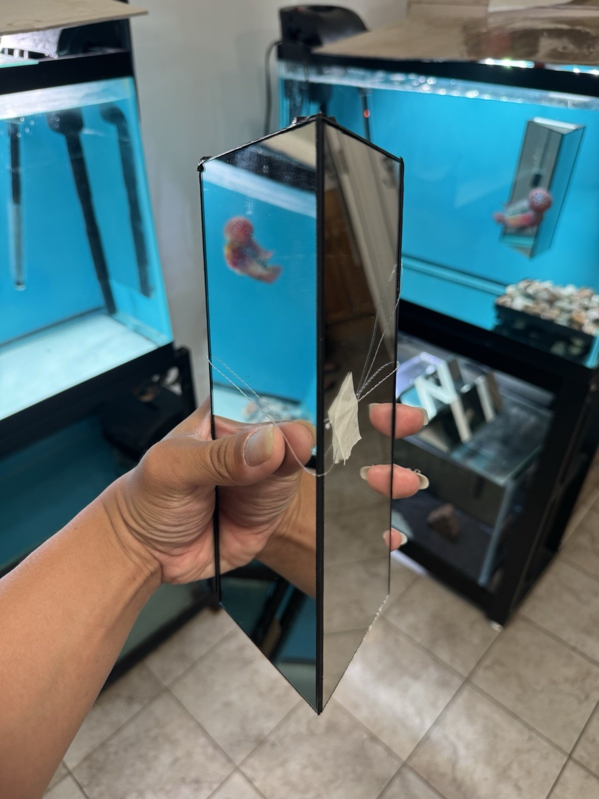 Flowehorn Fish Training Mirror (The biggest version) - Handmade