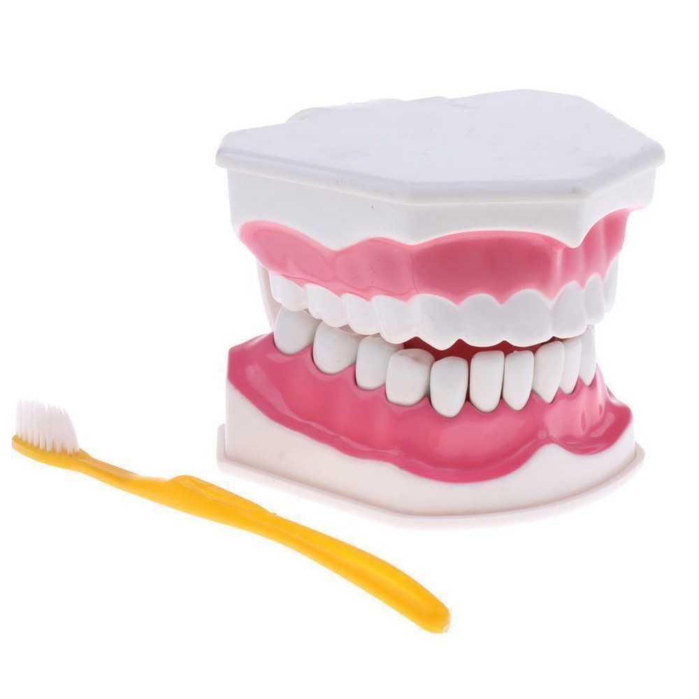 Dental Teaching Demonstration Model with Removable Lower Teeth + Toothbrush