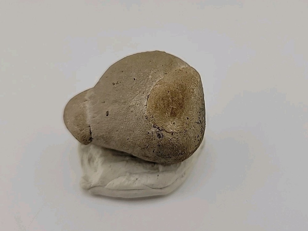Egg Fossil Permineralized Snake 🐍