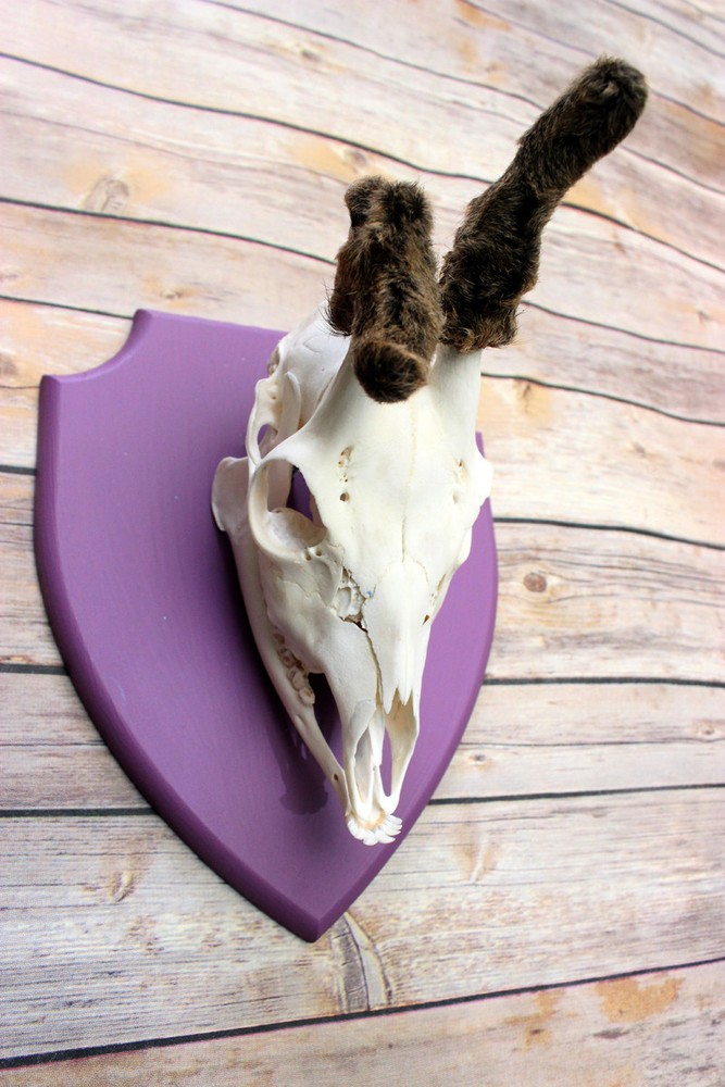 Scottish Roe deer mount