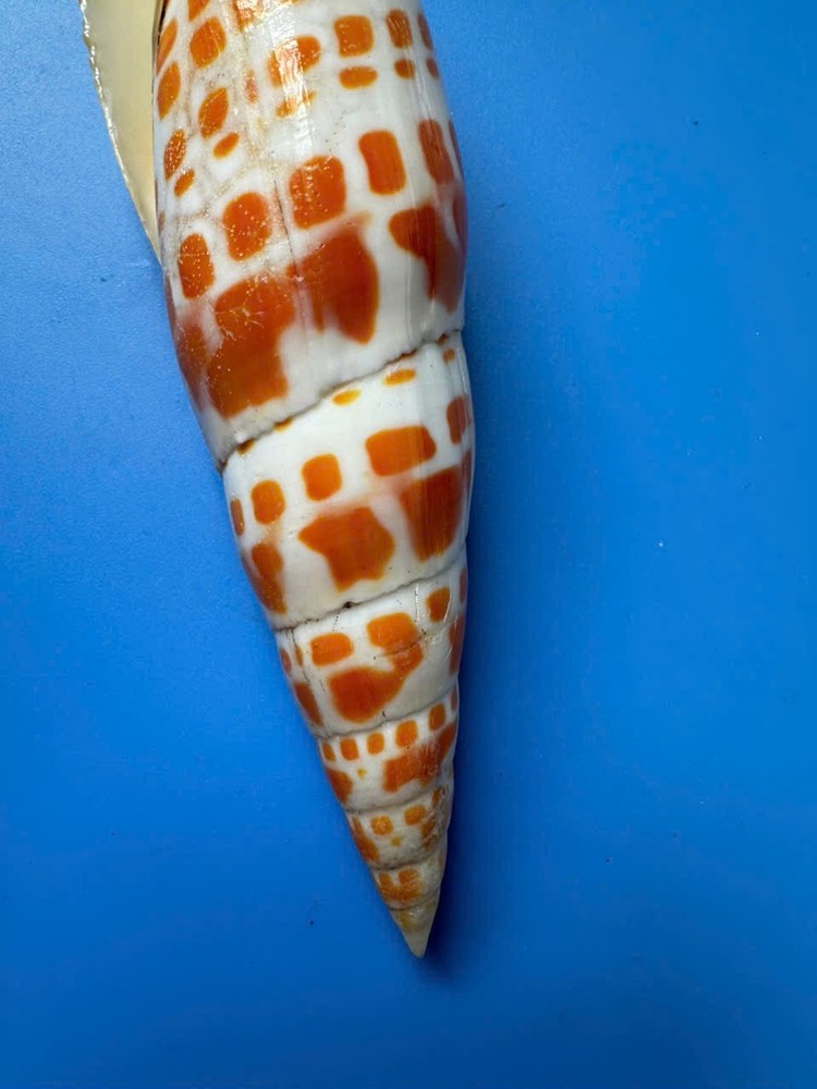147mm | Mitra Mitra |F+++ | LARGE | Nice colour | Beautiful shell