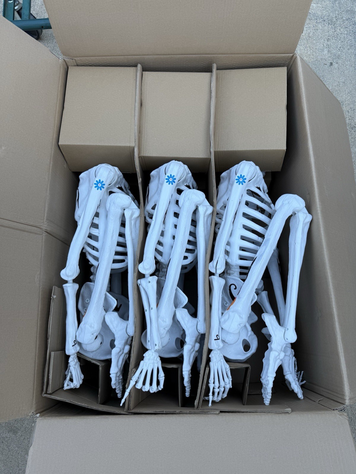 5 ft. Grave & Bones LED Ultraposeable Day of the Dead - Skeleton - RARE SOLD OUT