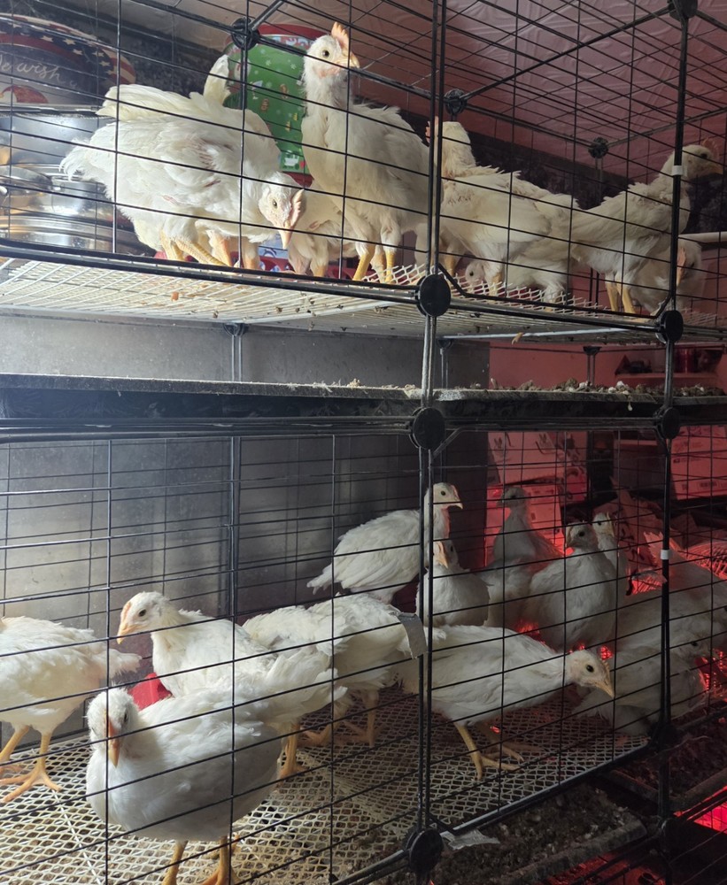 10+ Purebred White Leghorn Chicken Hatching Eggs