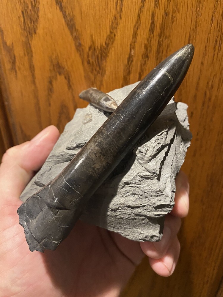 Ridiculously Aesthetic Belemnites In Matrix