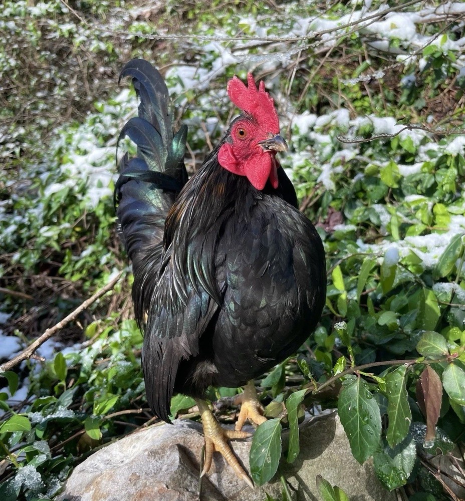 10+ Serama Hatching Eggs | Selectively Bred Line | Fresh Fertile Eggs