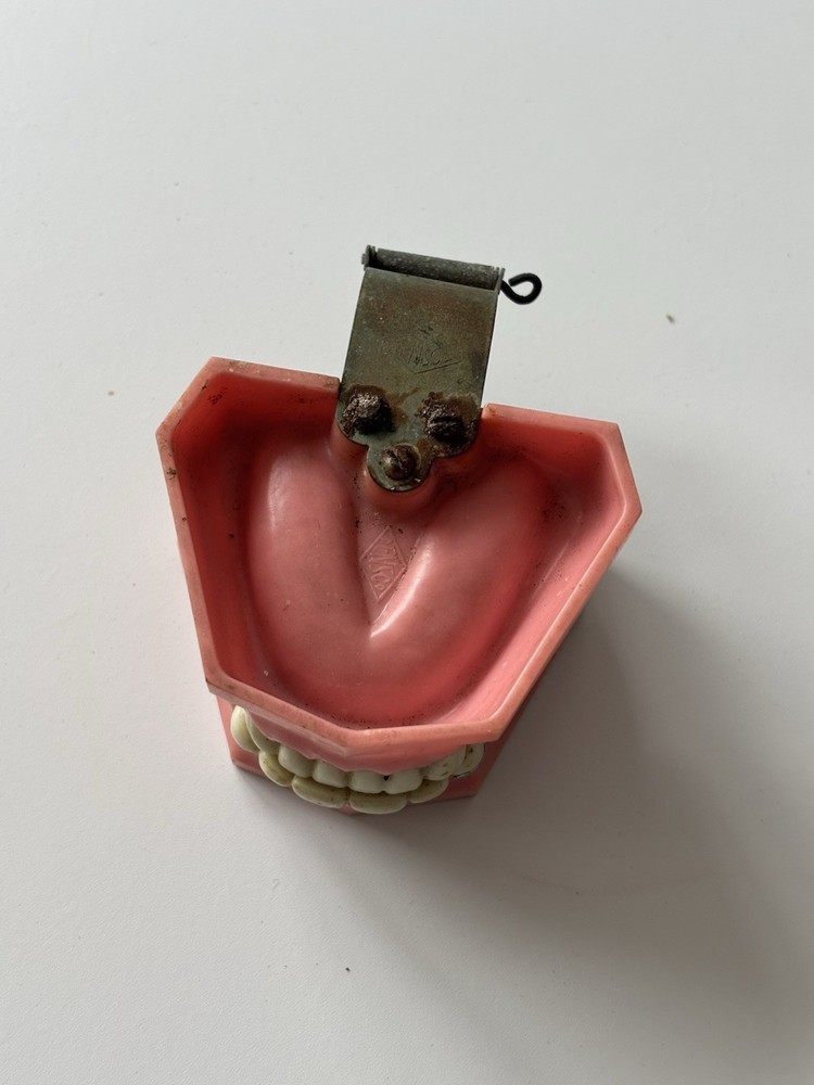 Vintage Densco Hinged Teeth Dental Display Model Learning Dentist Student