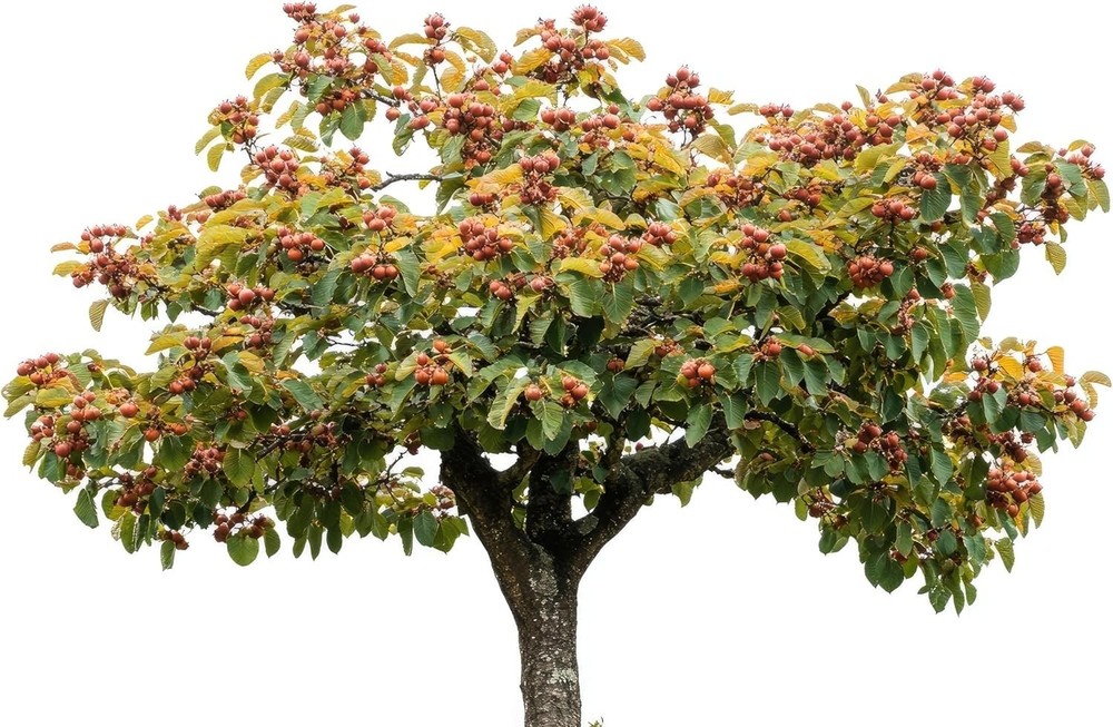 Chinese Chestnut Live Tree Seedlings for Growing